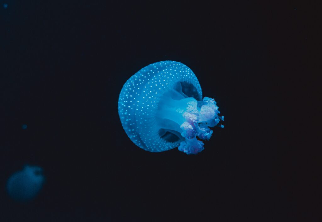 Enchanting Jellyfish Wallpaper: Glowing Blue in Dark Underwater Scene