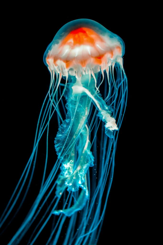 Mesmerizing Jellyfish Wallpaper: Ethereal Underwater Glow