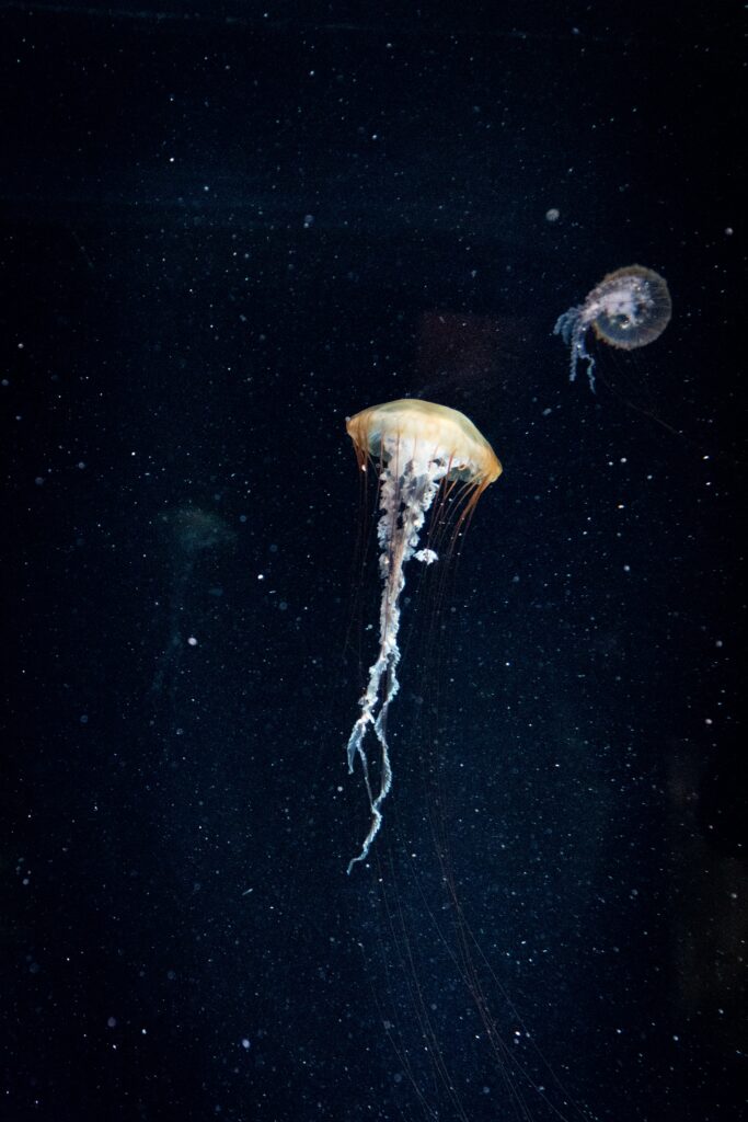 Mesmerizing Jellyfish Wallpaper: Ethereal Underwater Beauty