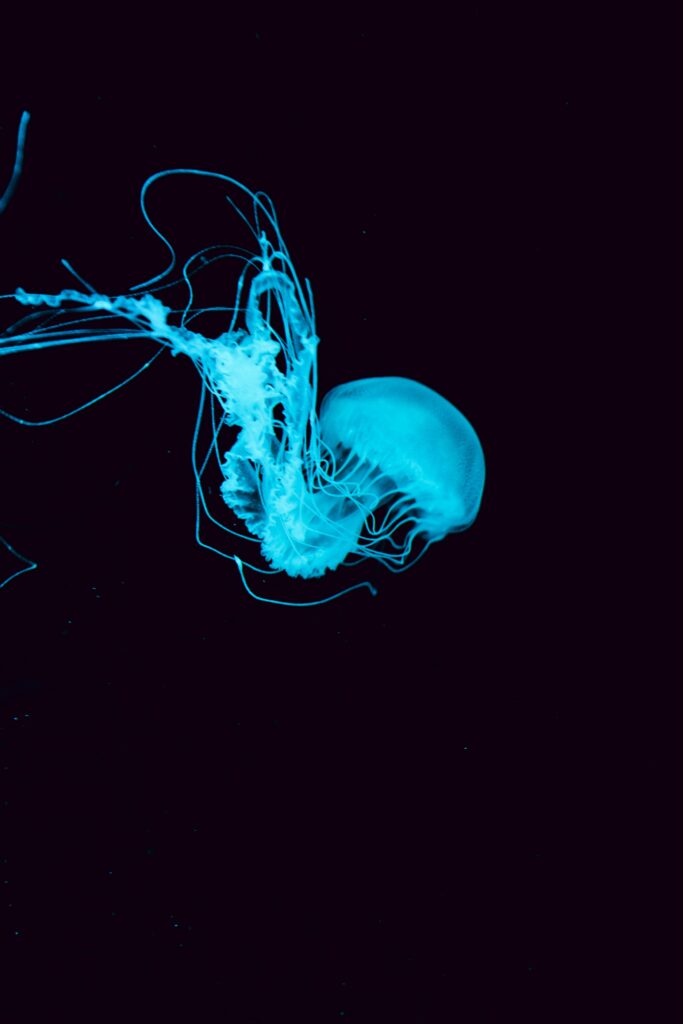 Mesmerizing Jellyfish Wallpaper: Ethereal Glow on Deep Blue Background