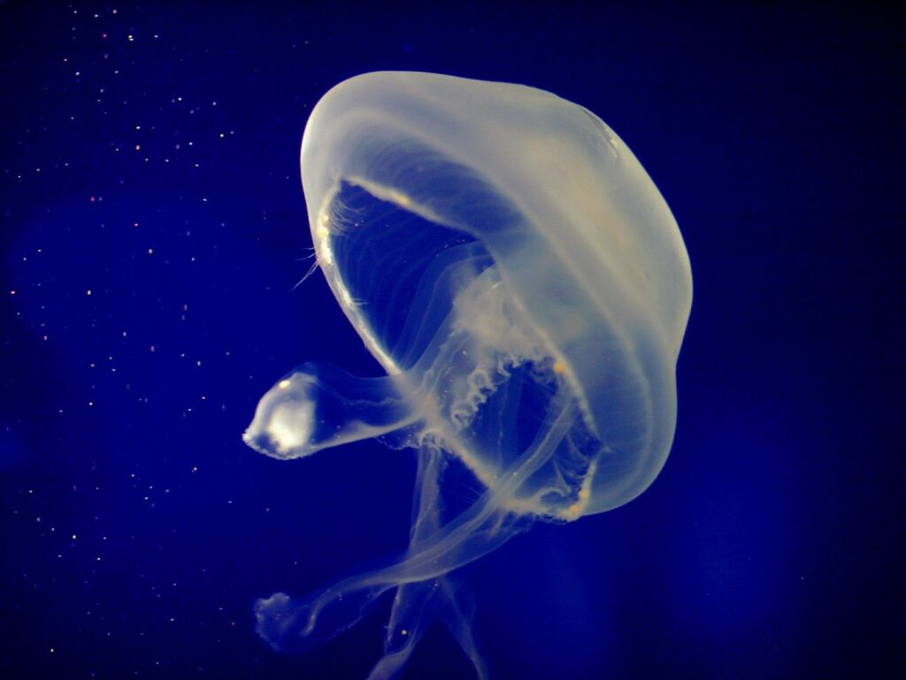Mesmerizing Jellyfish Wallpaper - Ethereal Deep Blue Sea Background