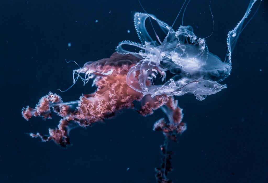 Mesmerizing Jellyfish Wallpaper: Graceful Ocean Background