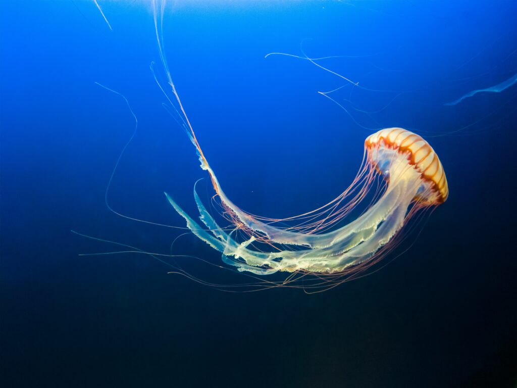 Enchanting Jellyfish Wallpaper: Serene Underwater Beauty in Blue