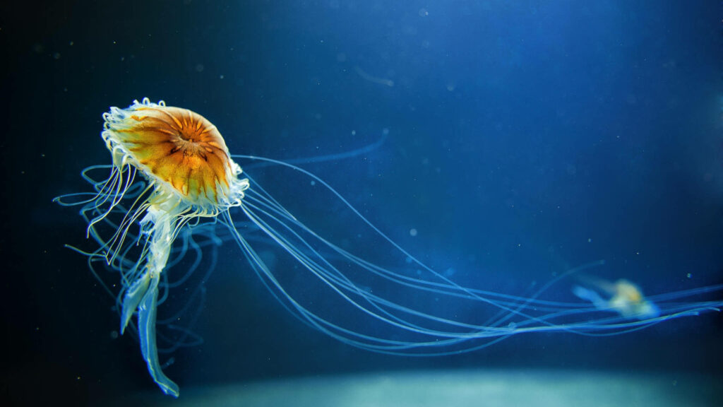 Mesmerizing Jellyfish Wallpaper: Vibrant Marine Scene in Deep Blue