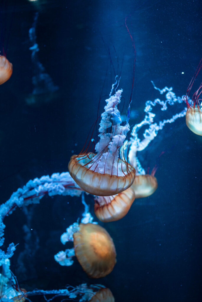 Pacific Sea Nettle jellyfish with golden bells and flowing tentacles in deep blue water background Wallpaper