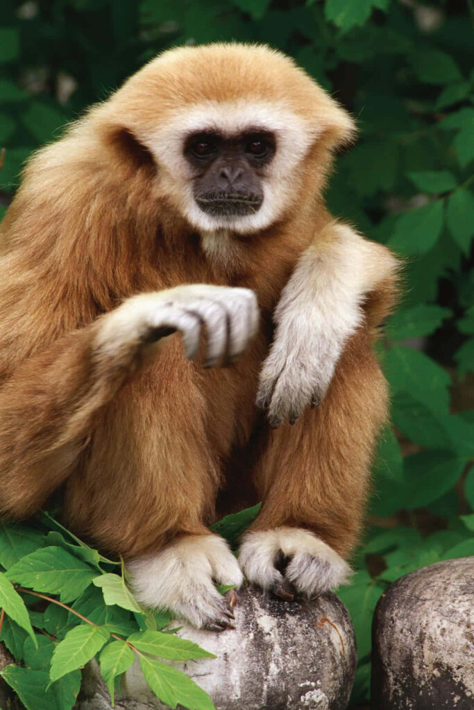 Majestic Gibbon: A Captivating Primate Perched on a Scenic Rock Formation Wallpaper
