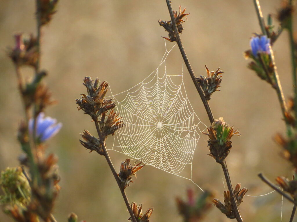 Mesmerizing Macro Cobweb with Dew: Soft Natural Hues Wallpaper