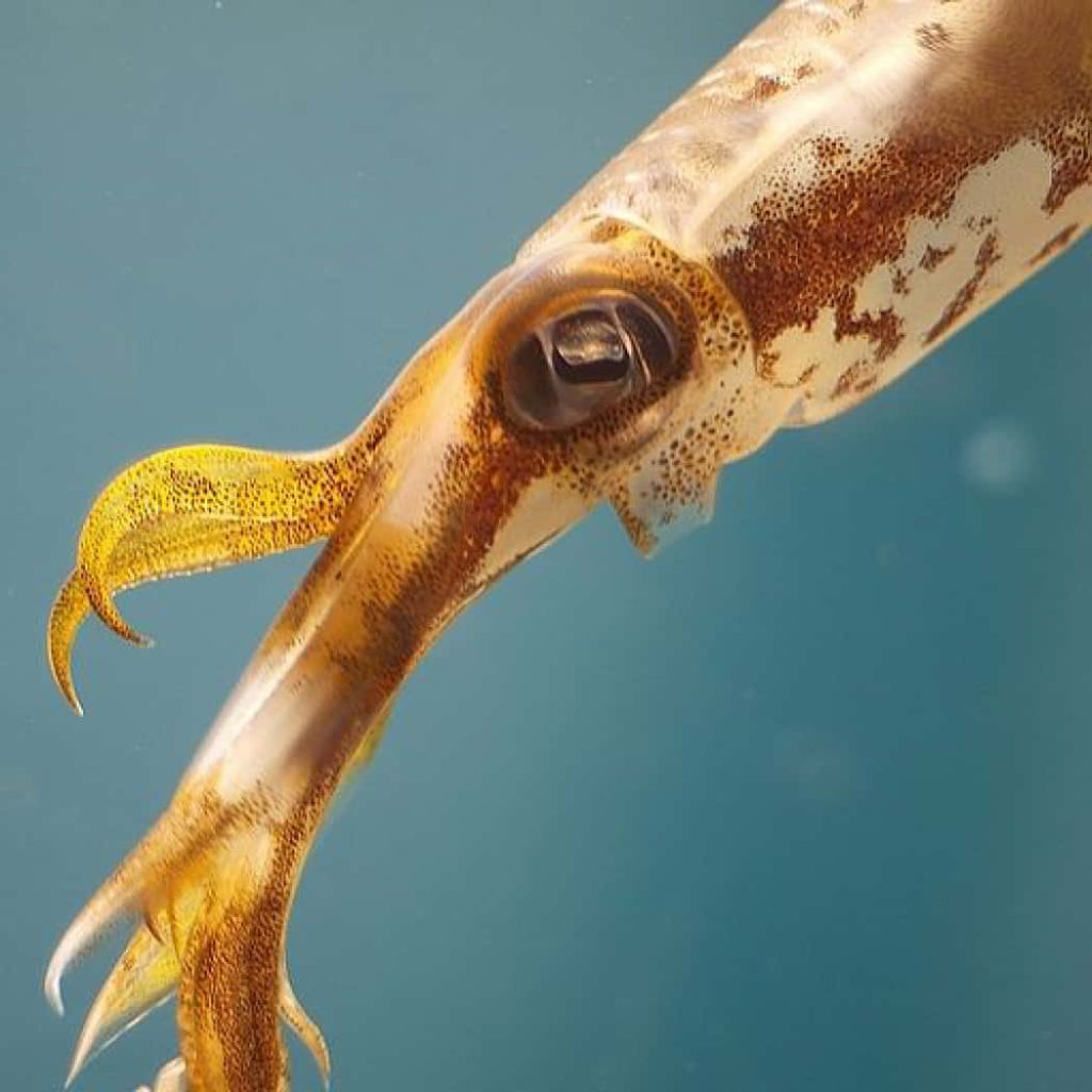 Macro close-up of squid with mottled brown skin and tentacles underwater deep blue background wallpaper