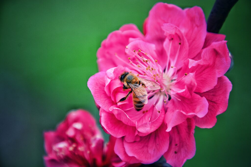 Stunning Macro Bee Wallpaper: Pollinating Pink Flower Background