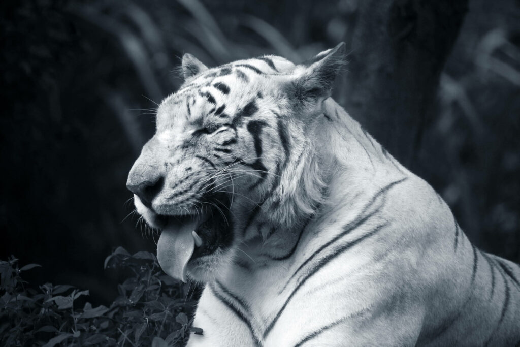 Aesthetic Monochrome Portrait: Majestic Tiger with Hypnotic Black Stripes Enjoying Rest, Against Black Tiger Background Wallpaper