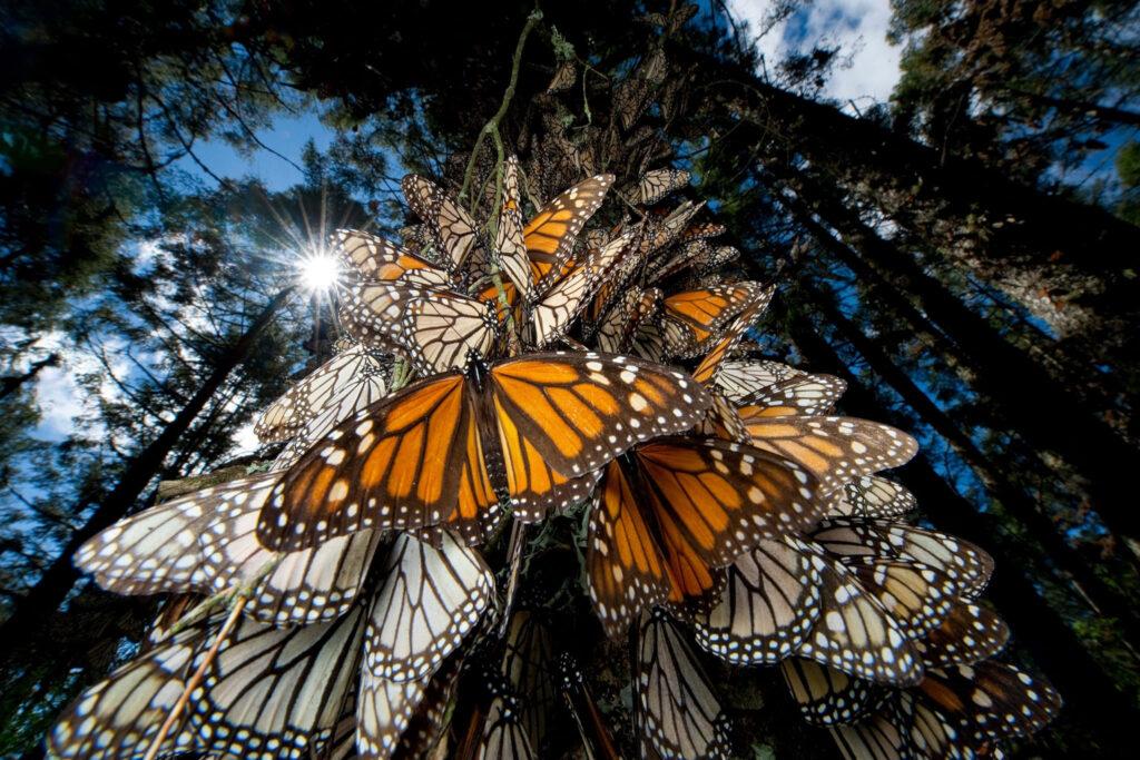 Stunning Monarch Butterflies Cluster in Sunlit Forest - Wallpaper