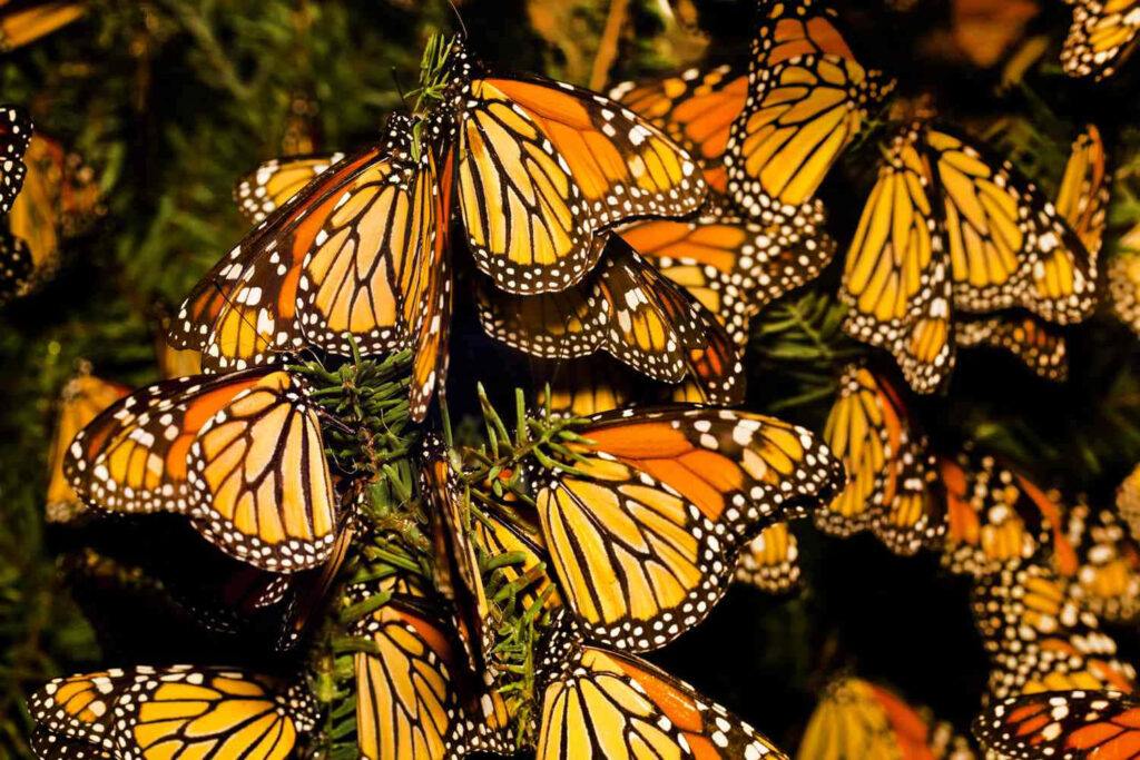 Vibrant Monarch Butterflies Wallpaper: A Stunning Migration Scene