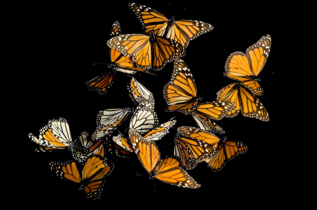 Vibrant Monarch Butterflies Wallpaper: Intricate Patterns on Black