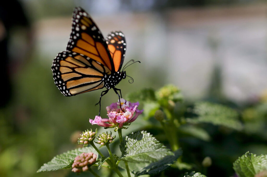 Mesmerizing Monarch Butterfly on Pink Flower - Lush Green Wallpaper
