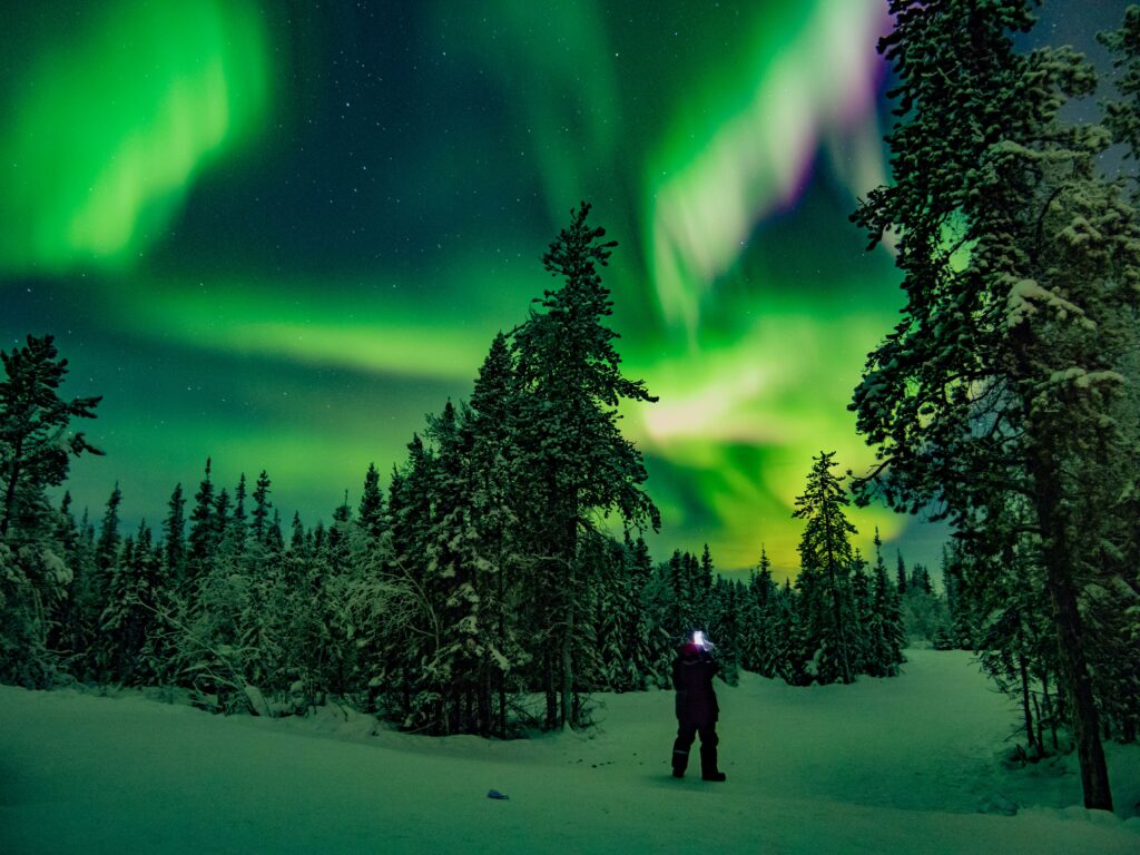 Vivid northern lights green and purple glow above snow-covered forest with lone figure below Wallpaper
