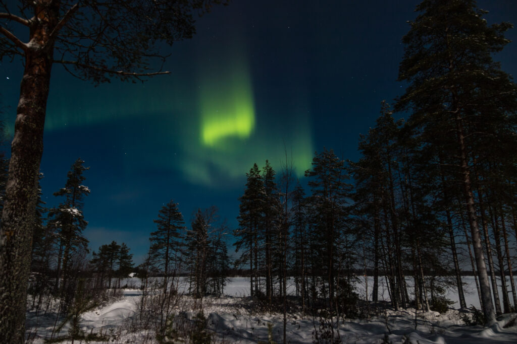 Northern lights over snowy winter forest with tall trees under deep blue night sky wallpaper