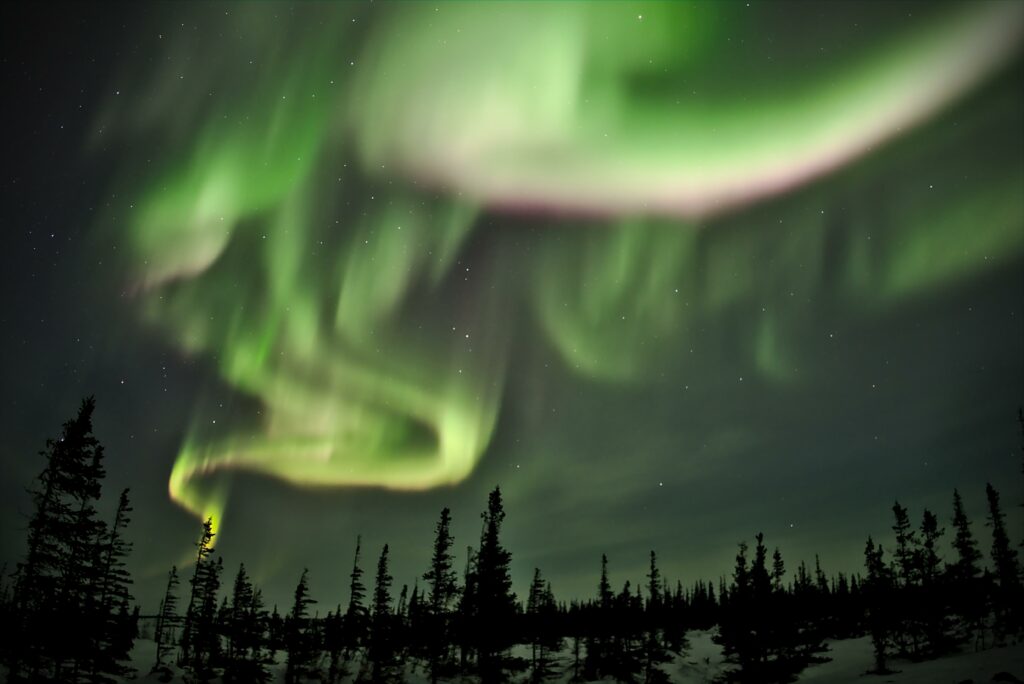 Northern lights swirl vibrant green purple hues above spruce trees night sky wallpaper background