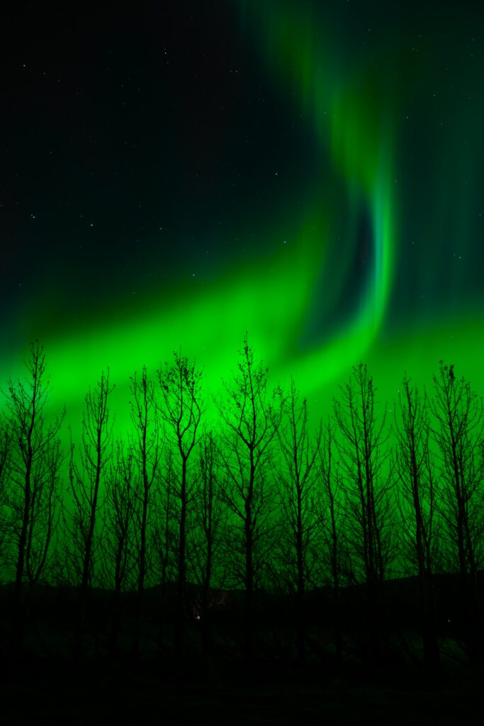 Vivid green northern lights over dark leafless trees under starry night sky wallpaper background