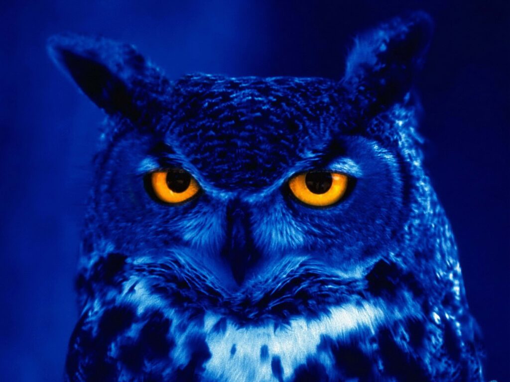 Striking Owl with Yellow Eyes: Nocturnal Predator Wallpaper