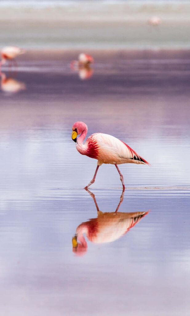Serene Pink Flamingo Wallpaper: Graceful Reflection in Shallow Water