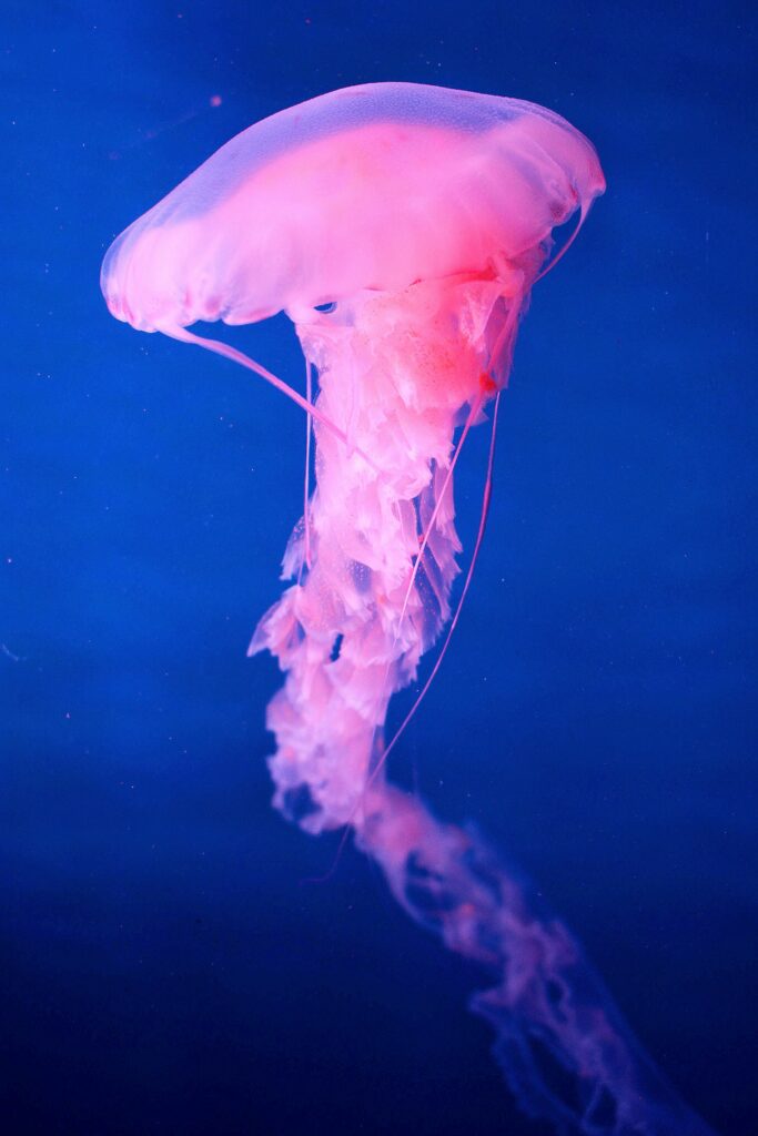 Serene Pink Jellyfish Wallpaper: Captivating Underwater Background