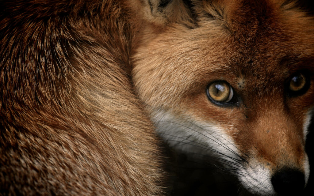 Mesmerizing Red Fox Close-Up: Captivating Gaze & Rich Fur Background Wallpaper