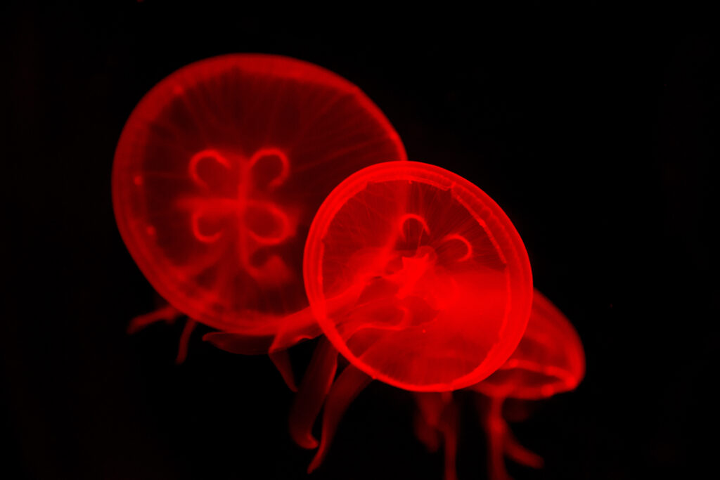 Mesmerizing Red Jellyfish Wallpaper: Ethereal Underwater Background 