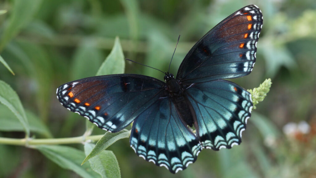 Close-up of Red-spotted Purple butterfly with iridescent wings on green leaves nature wallpaper background