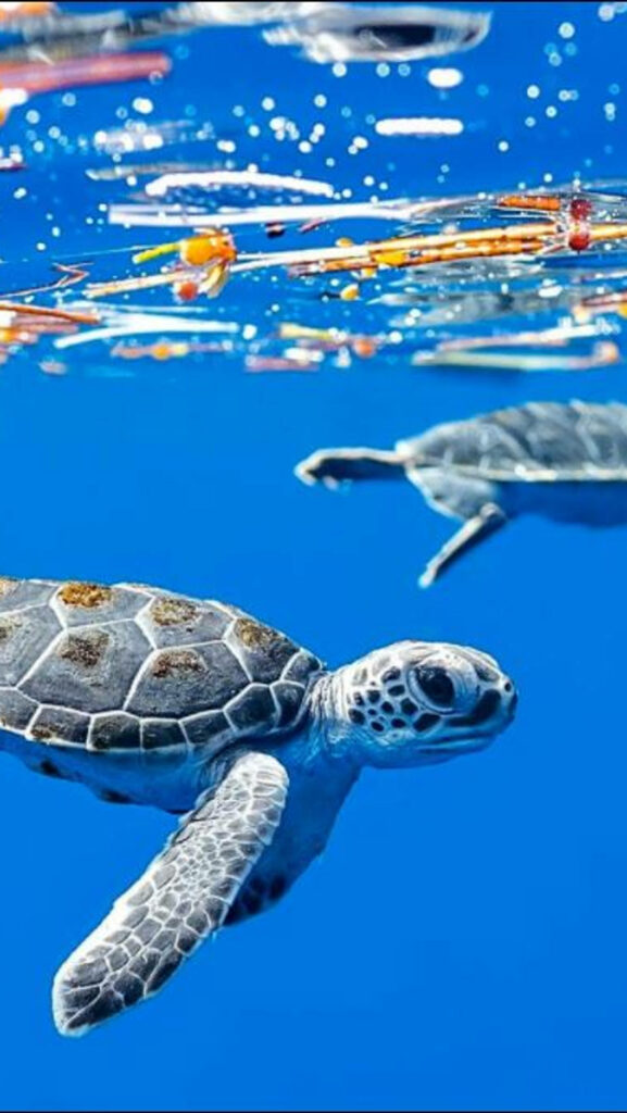 Majestic Marine Creature: Sea Turtle Gracefully Glides Against Stunning Oceanic Backdrop Wallpaper
