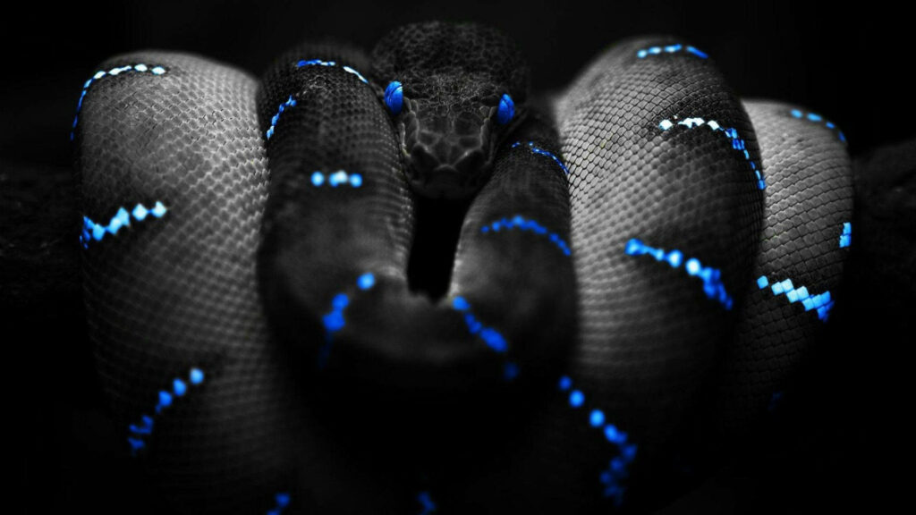 Mesmerizing Serpent Display: Captivating Desktop Wallpaper featuring Blue-Eyed Snake with Patterned Skin