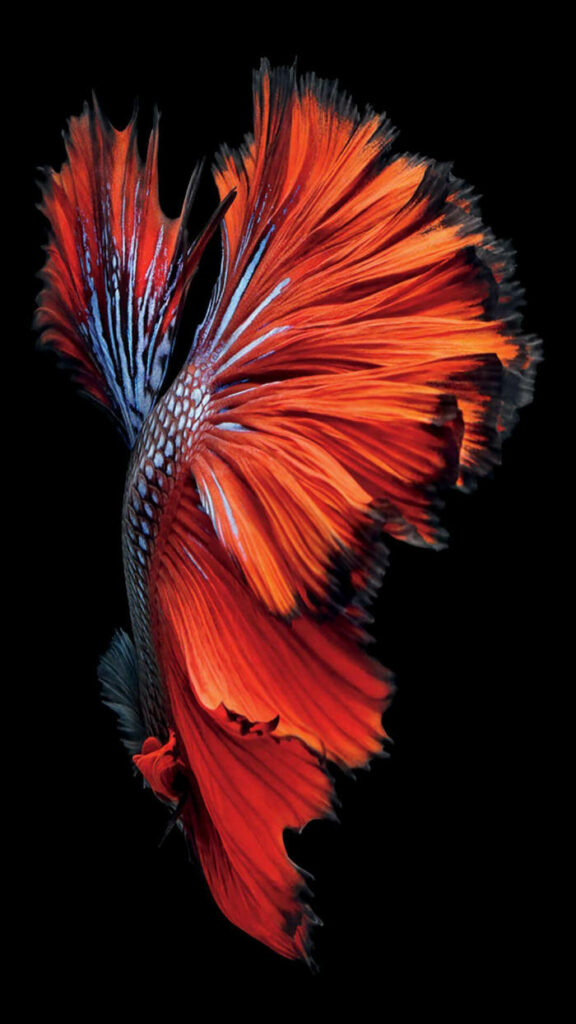 The Mesmerizing Siamese Fighting Fish: A Striking iPhone iOS 10 Background Wallpaper