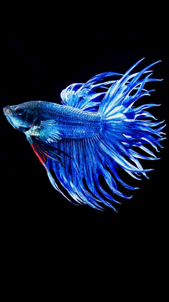 Captivating 3D iPhone Snapshot: Majestic Siamese Fighting Fish in Royal Blue Surrounded by Darkness Wallpaper