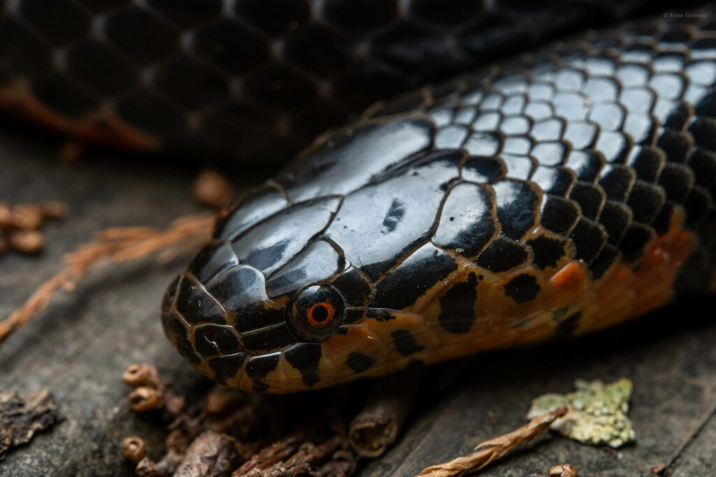 Mesmerizing Snake Close-Up: Glowing Red Eyes & Detailed Scales Wallpaper