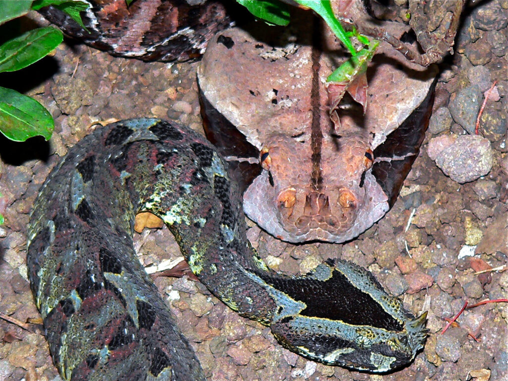 Stunning Close-Up of Gaboon & Rhinoceros Vipers - Nature's Patterns Wallpaper