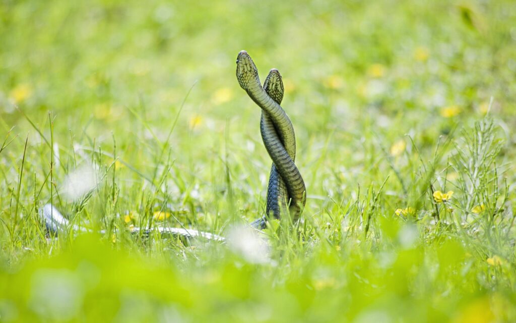 Intertwined Snakes in Lush Green Grass - Captivating Wallpaper Background