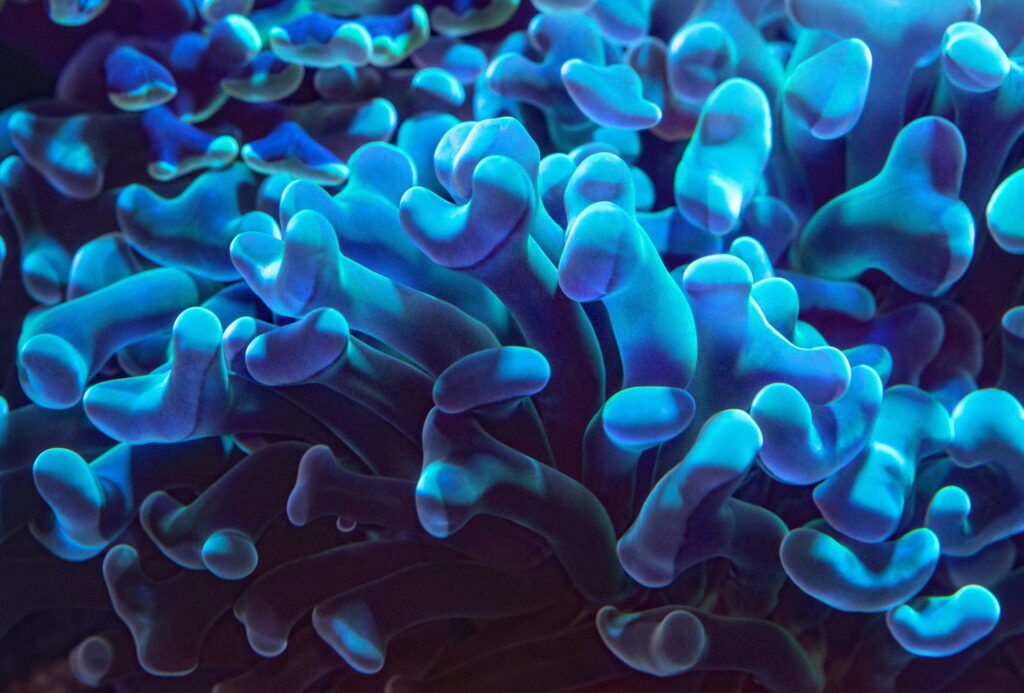 Graceful Emanations: A 4K Wallpaper of Soft Waving Tentacles