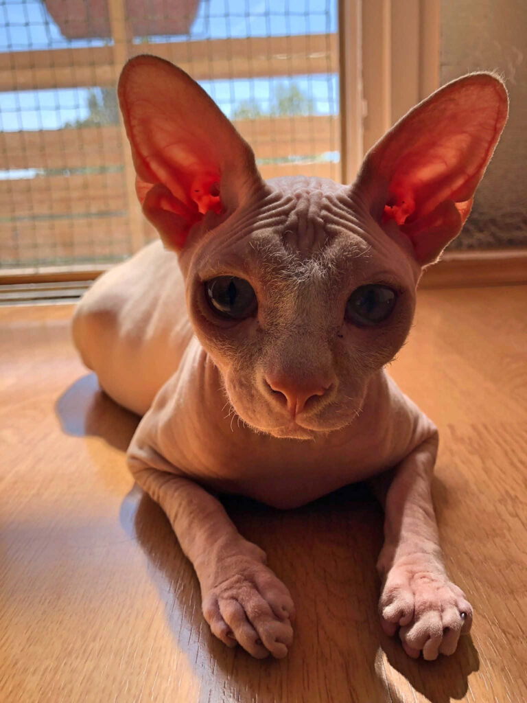 Serene Sphynx Cat Wallpaper: Warm Sunlight & Unique Charm
