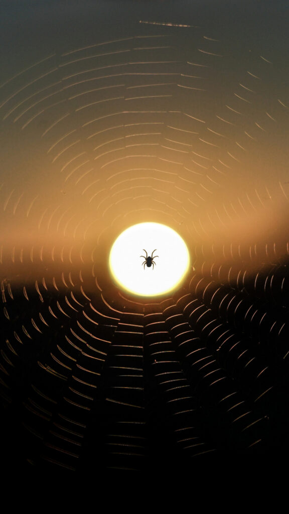 Stunning Spider Web Wallpaper: Sunset Glow on Intricate Design