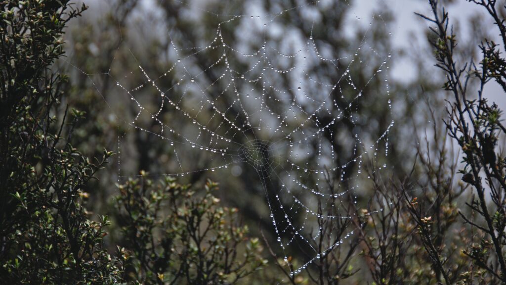 Stunning Macro Spider Web with Raindrops - Nature Wallpaper Background