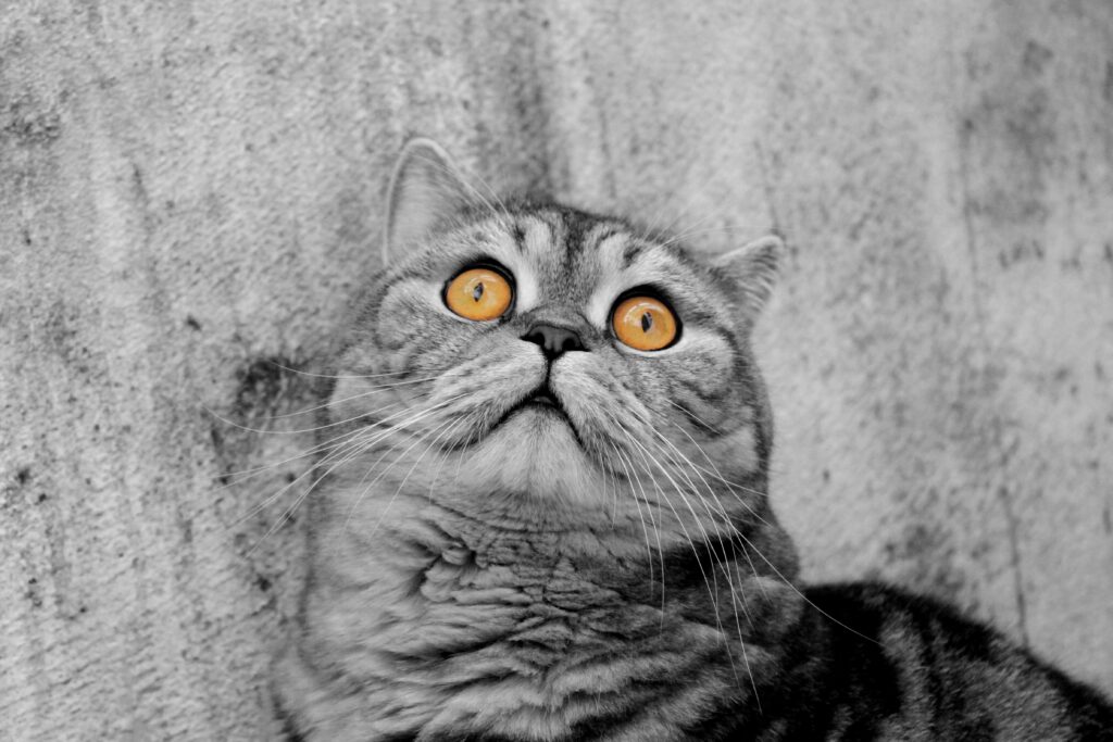 Striking Striped Cat with Amber Eyes on Monochrome Background Wallpaper