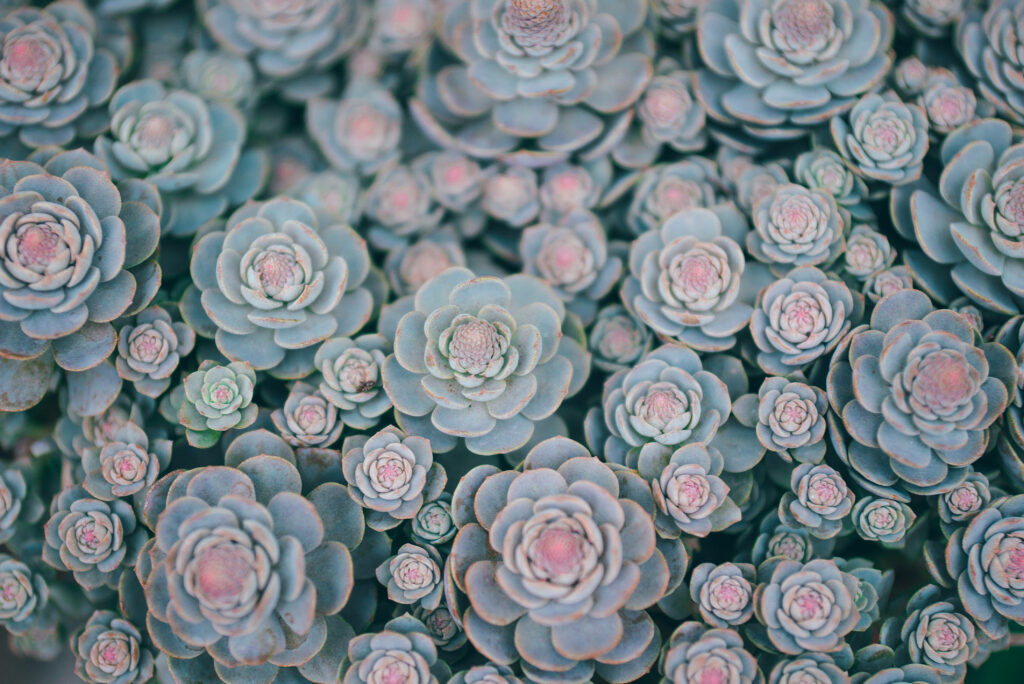 Mesmerizing Succulent Wallpaper: Elegant Pattern & Soothing Colors