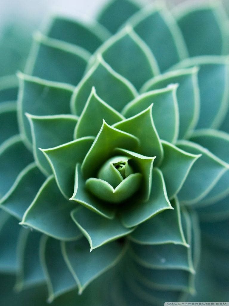Mesmerizing macro succulent with spiraling geometric green leaves and soft natural lighting wallpaper