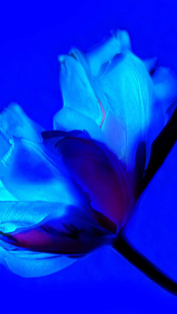 Vibrant Blue Tulip Wallpaper: Stunning Petals under Illumination