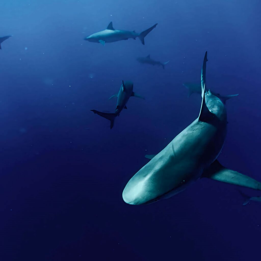 Copper sharks gliding underwater in deep blue sea with realistic lighting and sleek forms wallpaper