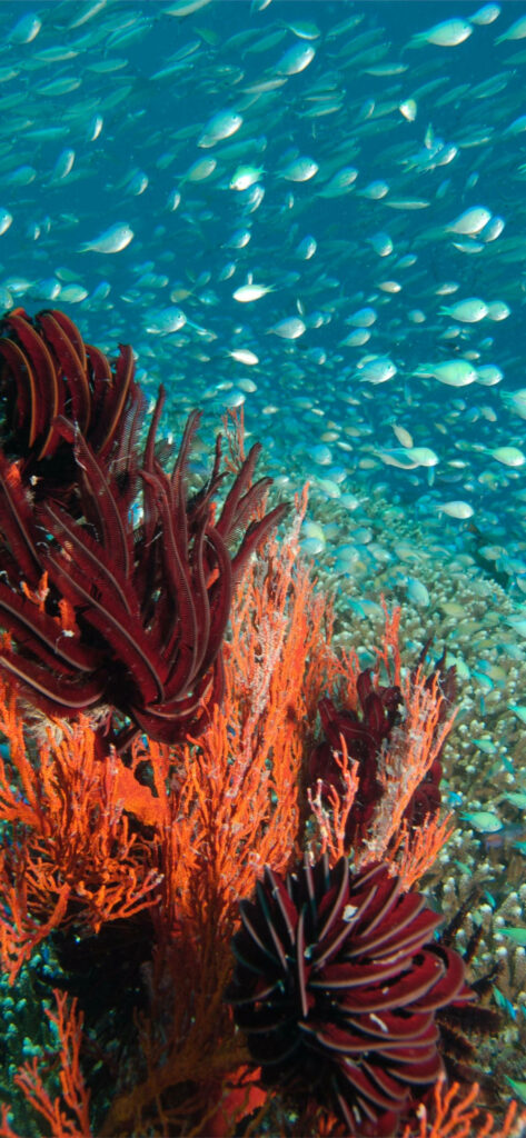 Vibrant Coral Reef Wallpaper: Serene Underwater Scene with Fish