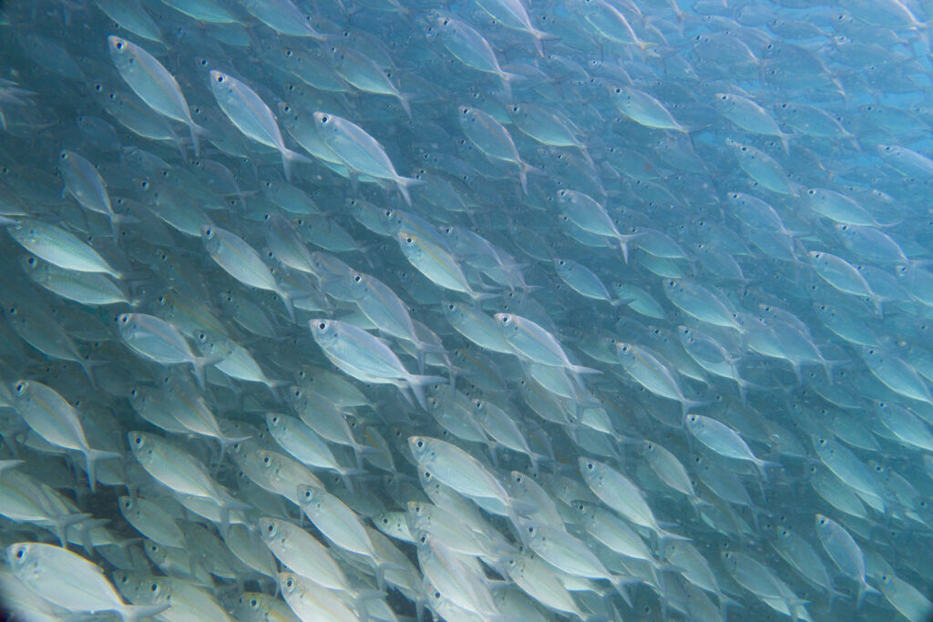 Serene Underwater Wallpaper: School of Fish in Blue Ocean Depths