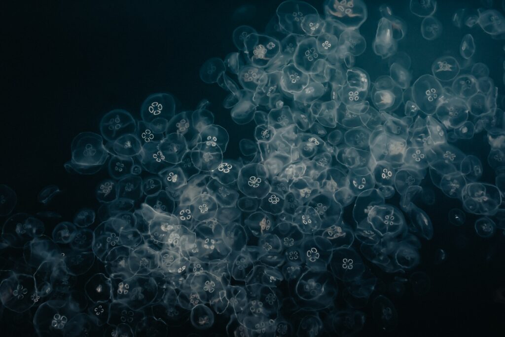 Stunning Underwater Jellyfish Wallpaper - Macro Perspective Background
