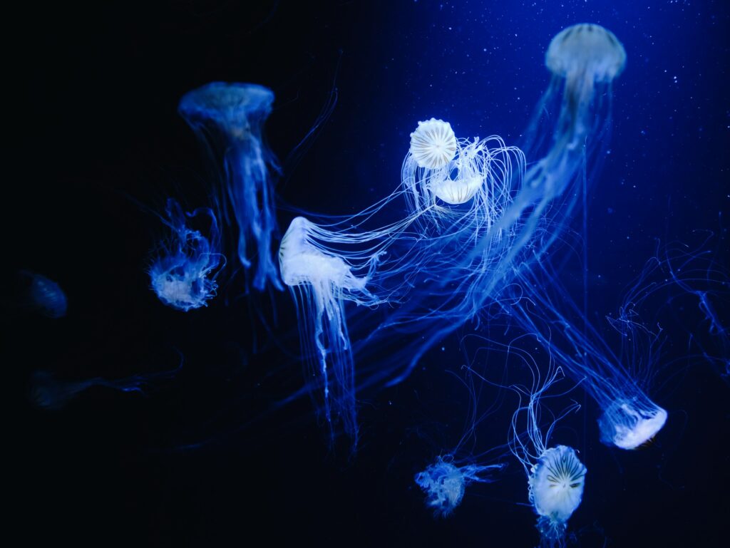Stunning 3782x2840 Underwater Wallpaper of Ethereal Jellyfish
