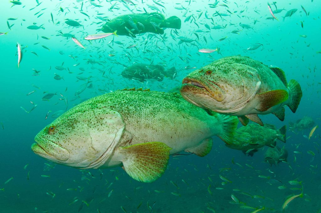 Large groupers swim through turquoise water with a school of small fish underwater wallpaper
