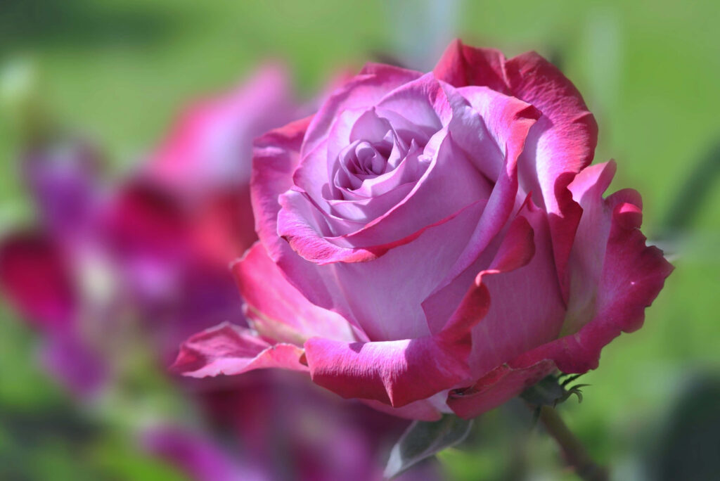 Romantic Blooms: Mesmerizing Valentines Day Roses as a Breathtaking Background Wallpaper